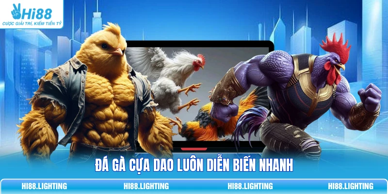 Đá gà cựa dao luôn diễn biến nhanh