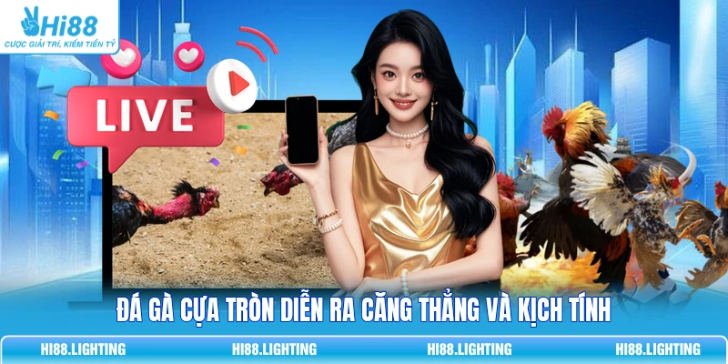 Đá gà cựa tròn diễn ra căng thẳng và kịch tính