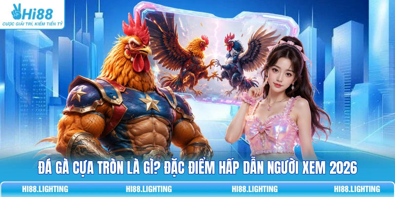 Đá Gà Cựa Tròn Là Gì? Đặc Điểm Của Hình Thức Thi Đấu