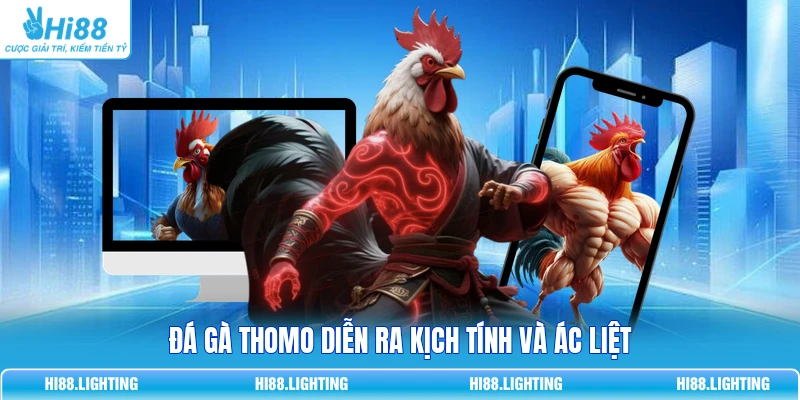 Đá gà Thomo diễn ra kịch tính và ác liệt