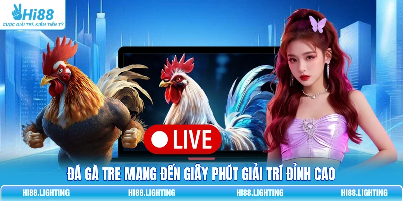 Đá gà tre mang đến giây phút giải trí đỉnh cao