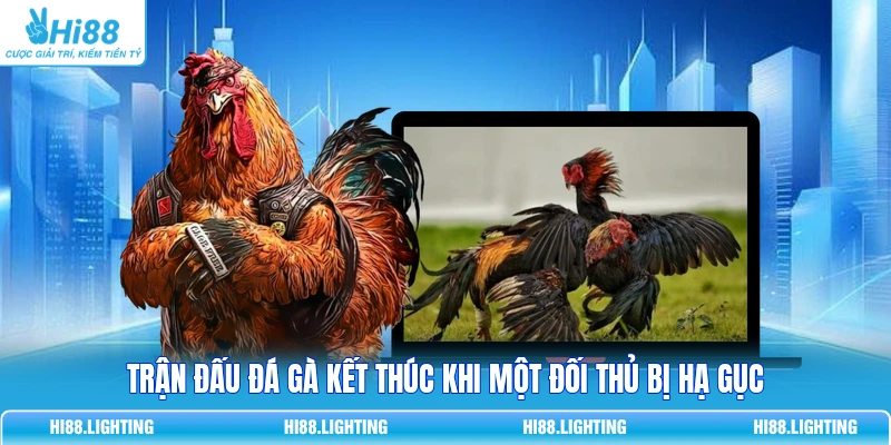 Trận đấu đá gà kết thúc khi một đối thủ bị hạ gục 